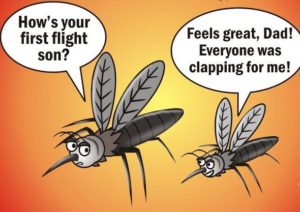 Mosquito Humour